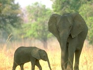 Playful Elephants  ScreenSaver screenshot